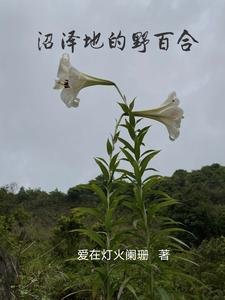 野地里的百合花是什么意思